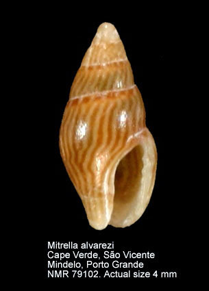 Mitrella alvarezi (3).jpg - Mitrella alvarezi Rolán & Luque,2002